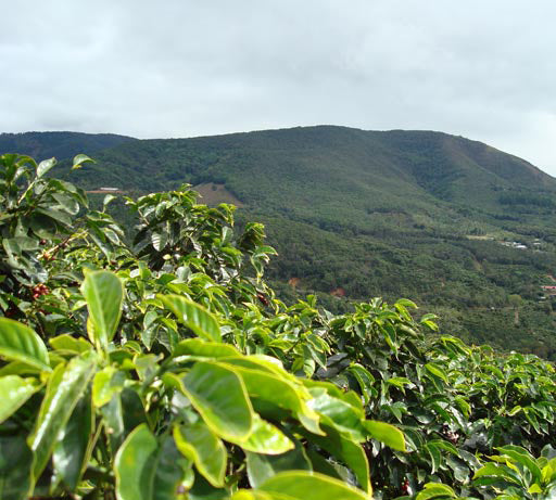 GIOIA Black 100% Arabica coffee beans, 1kg