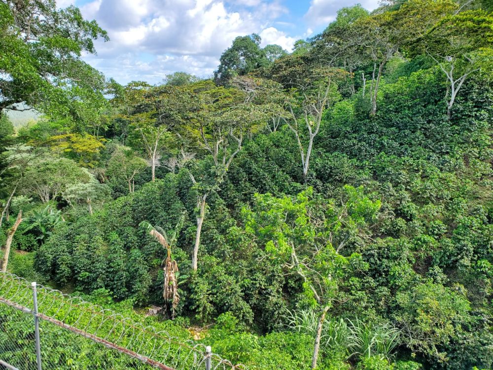Gioia Specialty - Nicaragua, 200g bönor