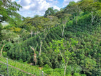 Gioia Specialty - Nicaragua, 200g bönor